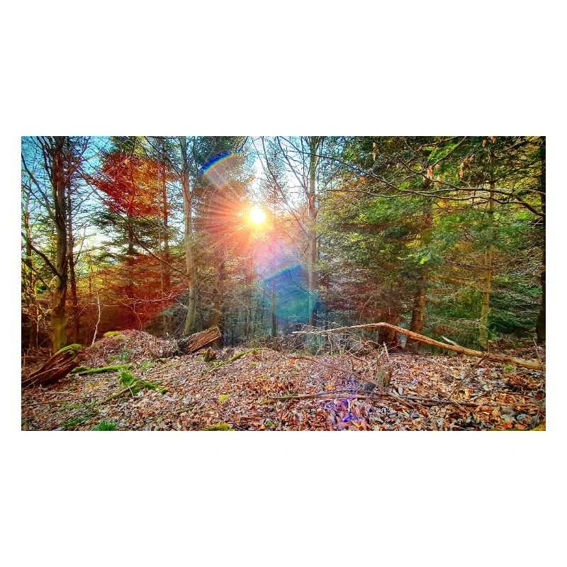 Sonnenlicht im Herbstwald