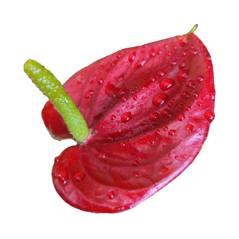 Vibrant_Red_Anthurium_Flower