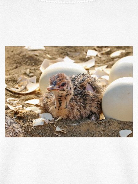 Straussenküken im Nest mit Eierschalen
