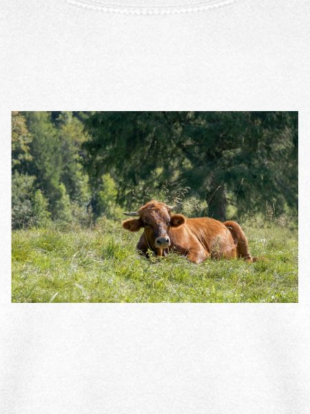 Alpen-Idylle: Kuh auf bayerischer Alm
