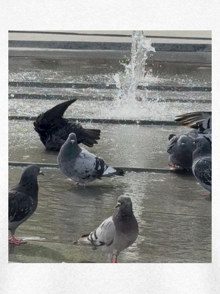 Taubenliebe am Brunnen