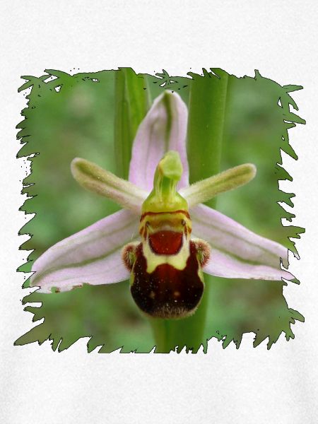Bienenragwurz Blüte im Schwarzrand