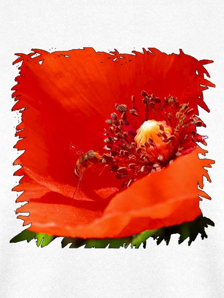 Roter Mohn mit getarnter Schwebfliege