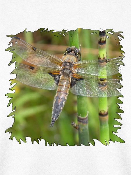 Libelle auf Schachtelhalm