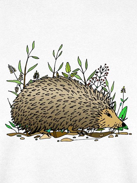 Igel