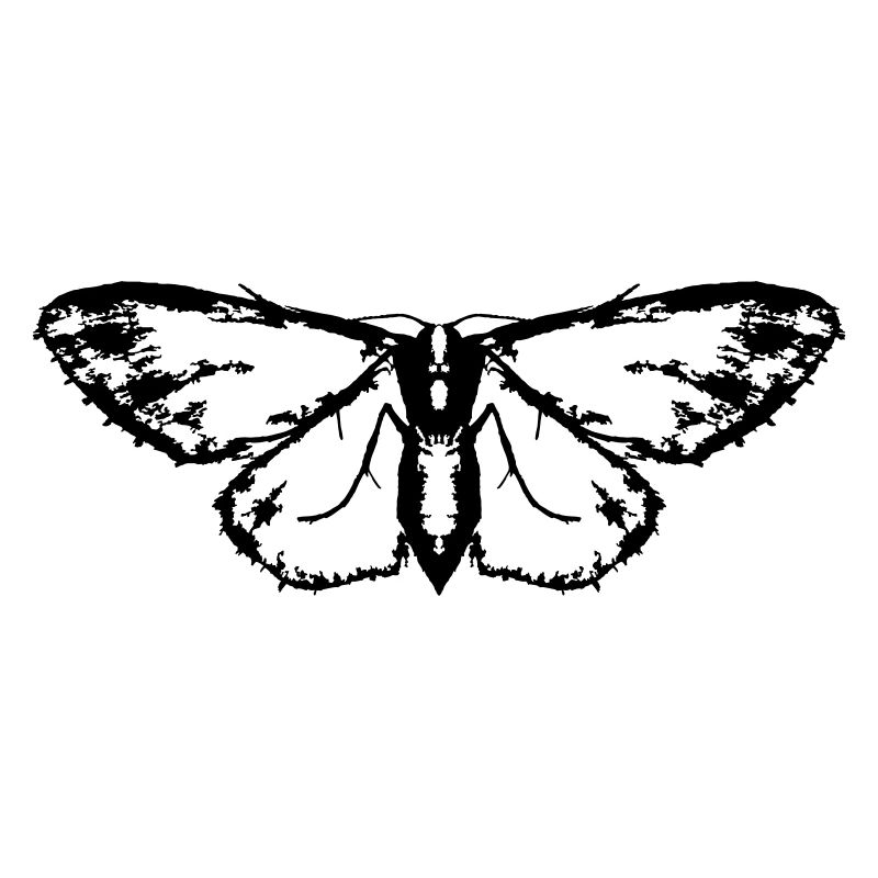Moth / Butterfly / Moth