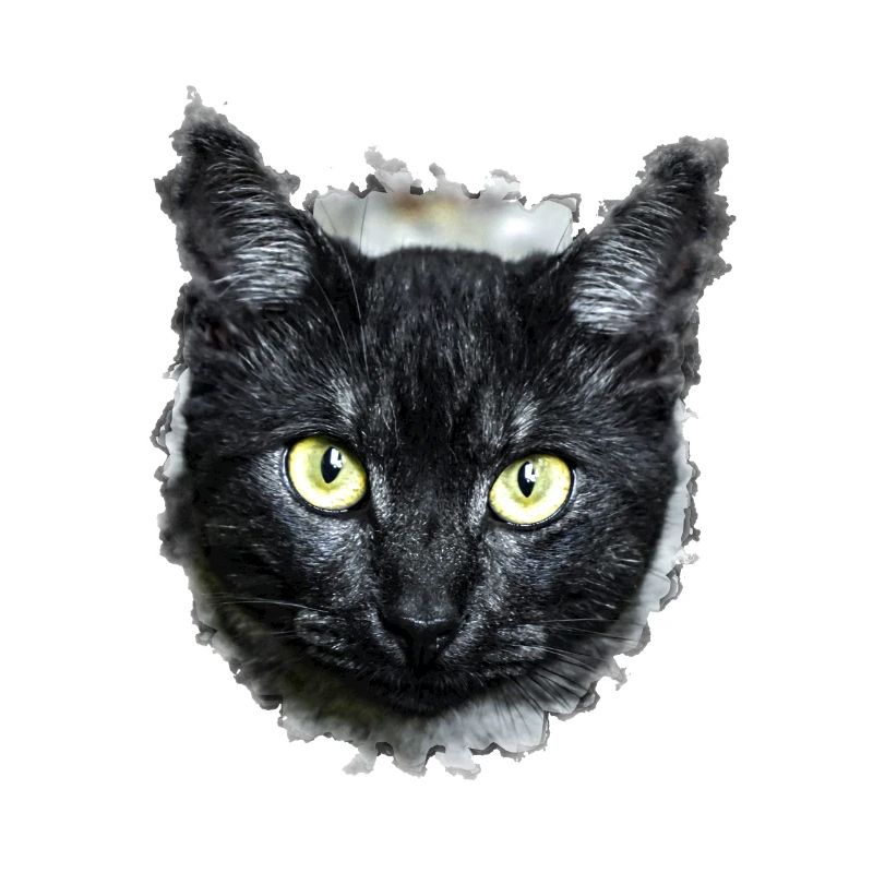 black cat schwarze Katze