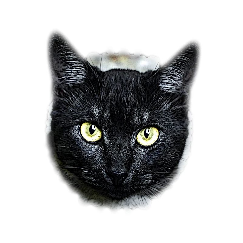 black cat schwarze Katze