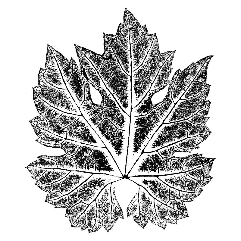 Feuille de vigne - feuille de vin / botanique