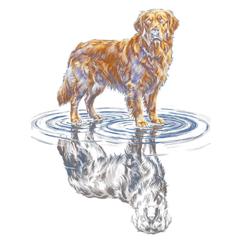 Goldener Retriever Wasserreflex