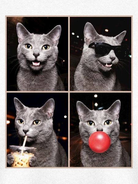 Katzen Russisch Blau Katze