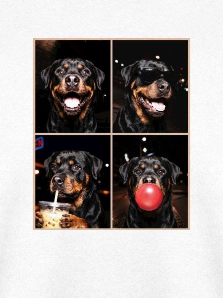 Hunde Rottweiler Hund