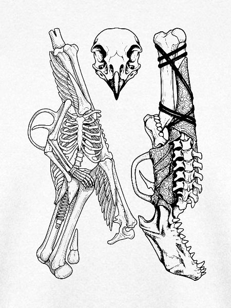 Skelette und Vogelschädel – Gotische Anatomie