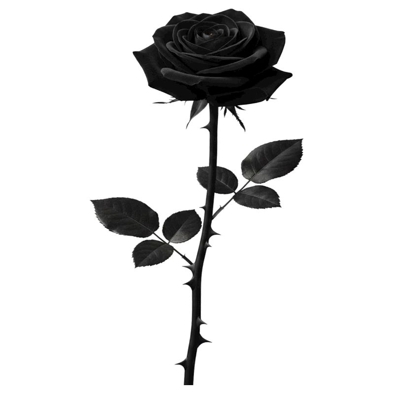 Schwarze Rose Monochrome Grafik