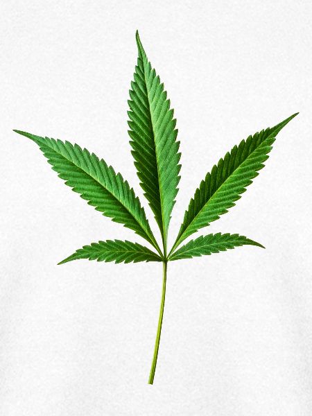 Marihuana Hanf (Cannabis)