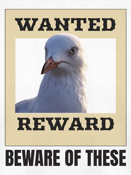 Humorvolles Möwe-Fahndungsposter