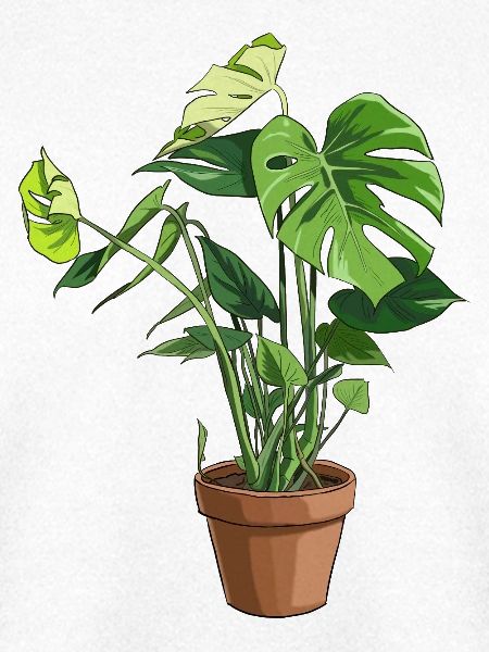 Monstera im Topf – Dschungelblätter