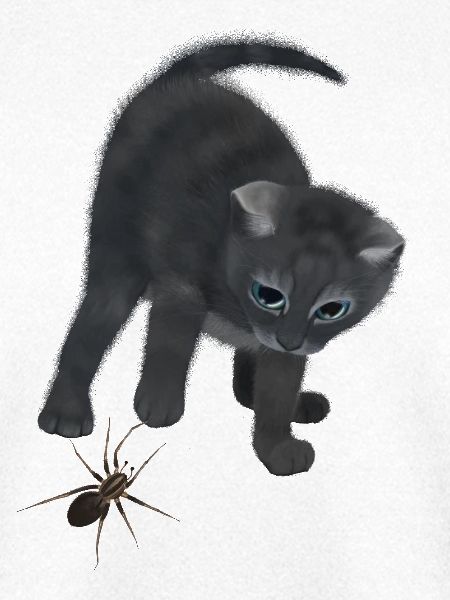Katze und Spinne - Neugieriges Kätzchen