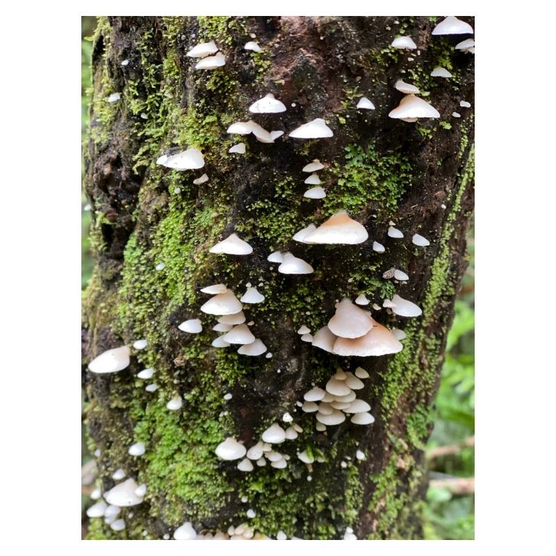 Moosbewachsene Pilzkolonie am Baum