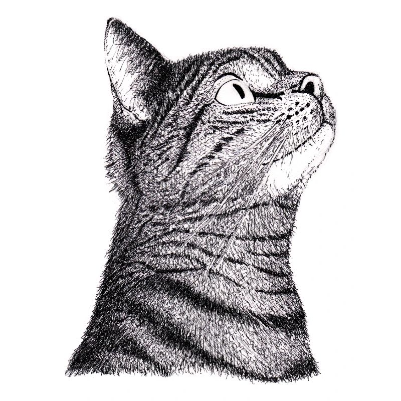 Katze