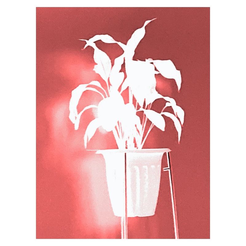 Crimson Plant Silhouette