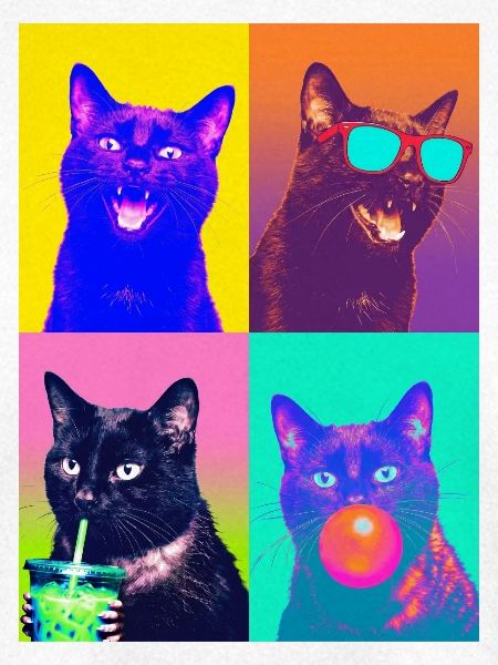 Katzen schwarze Katze