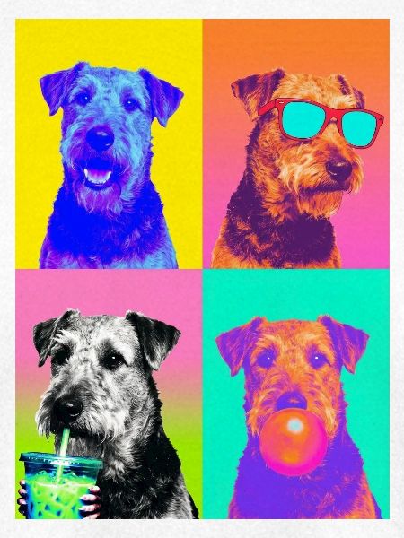 Hunde Airedale Terrier Hund