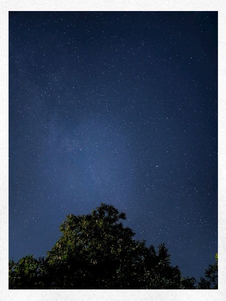 Sternennacht-Himmlisches Blätterdach