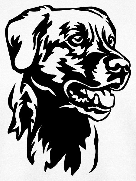 Labrador Kopf