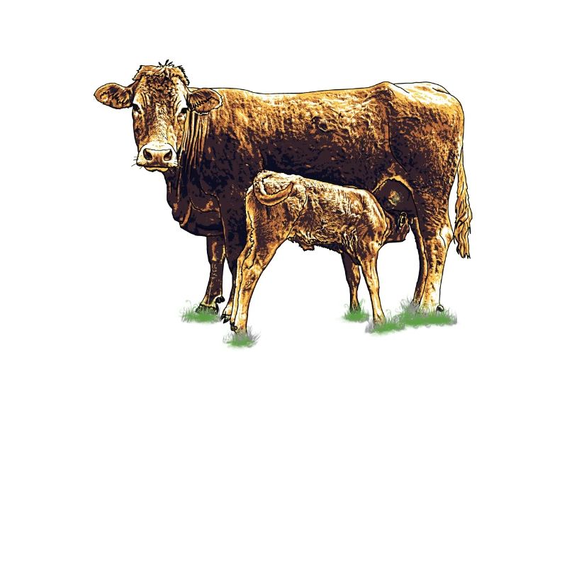 kuh mit kalb