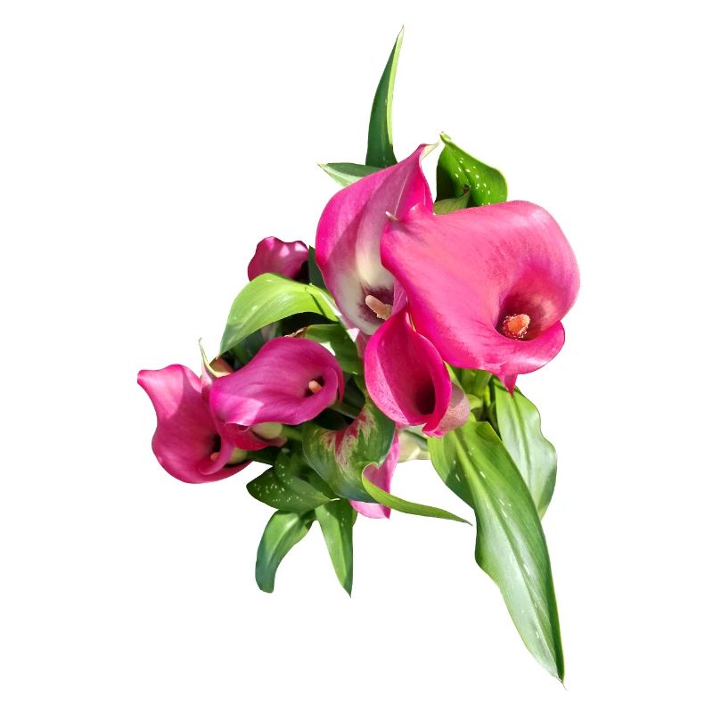 Pink Calla Blumenstrauß Kunst
