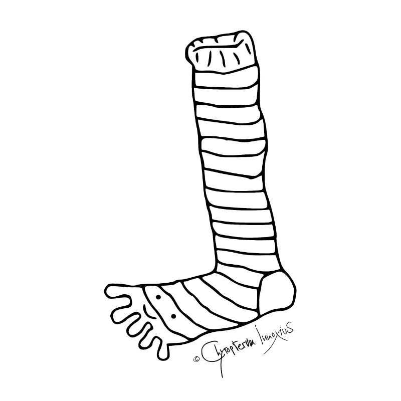 Ringelzehensocke - Tibiale Polymitum
