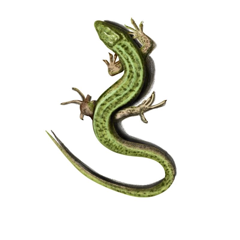 Lizard