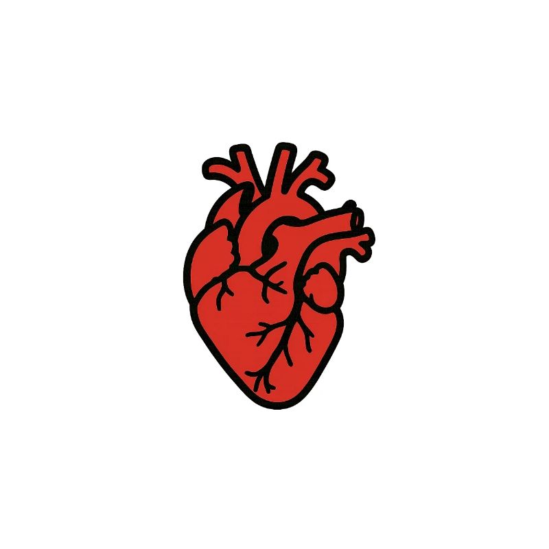 cuore_anatomico