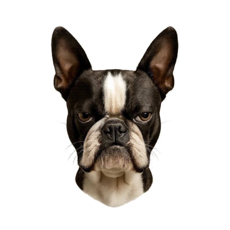 Boston Terrier Kopf Porträt