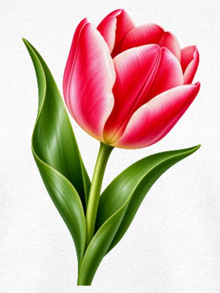 Rosa Tulpenblüte