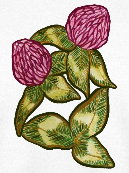 Protea Bloom botanische Blätter