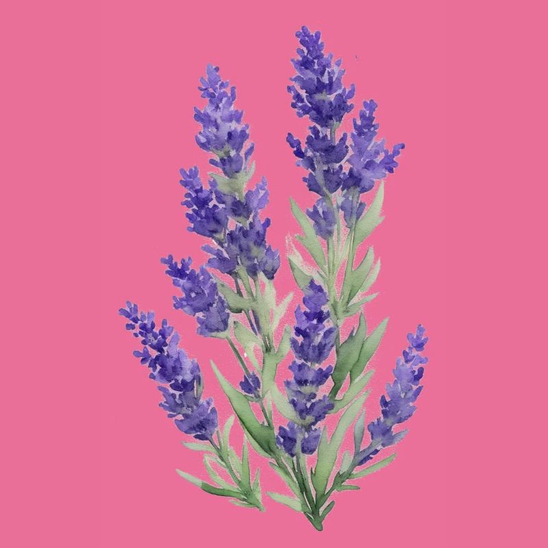 Lavendel