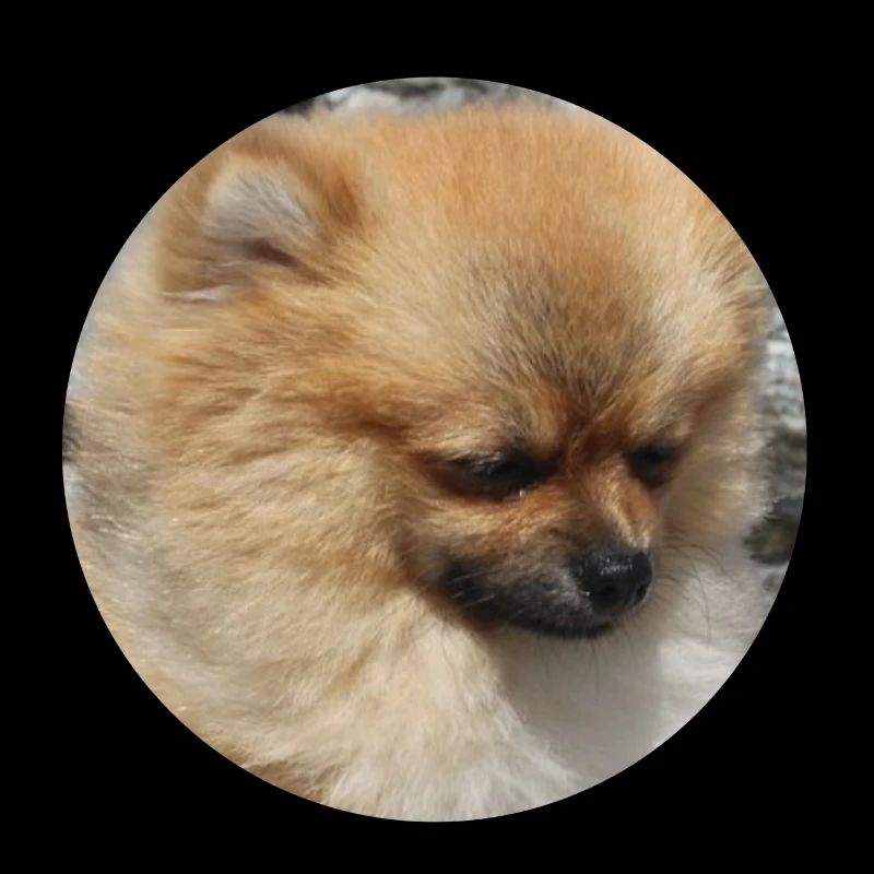 Chien mignon de race poméranien