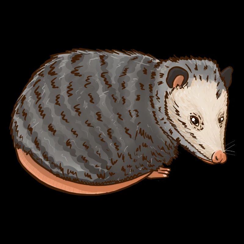 Opossum