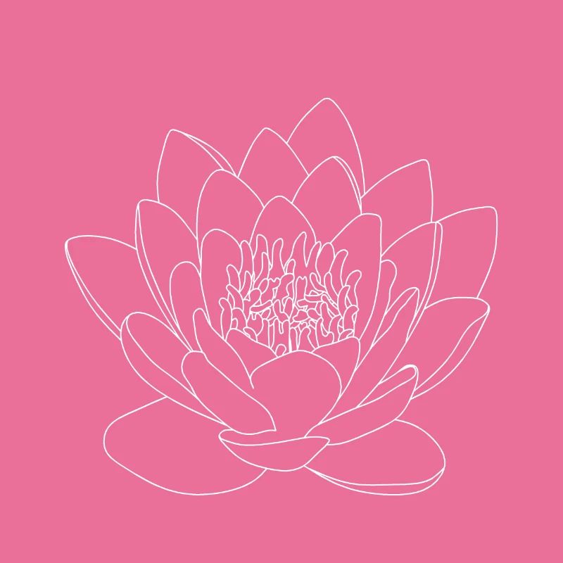 Nénuphar Fleurs Fleur Rose