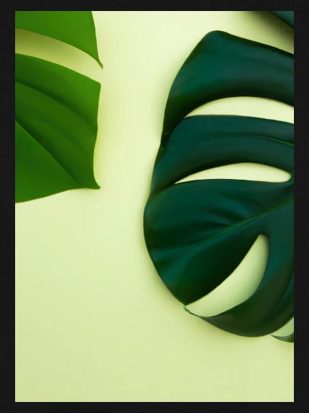 Monstera-Blätter