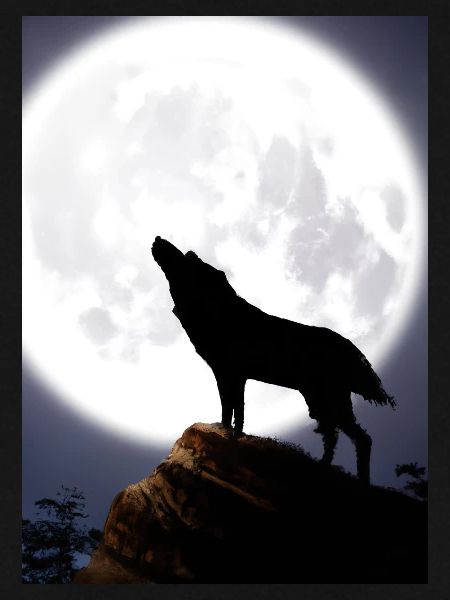 Wolf bei Nacht