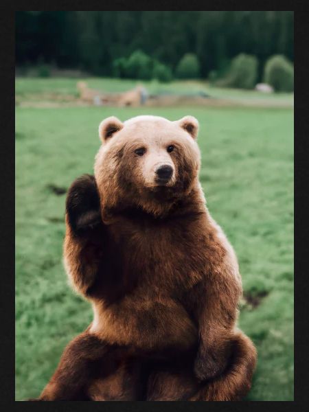 Niedlicher Hallo-Bär