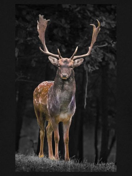 deer