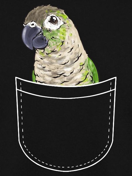 Molinasittich Papagei Vogel Sittich