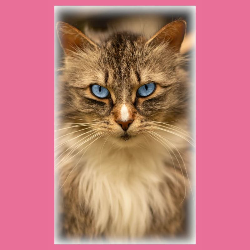 Katze