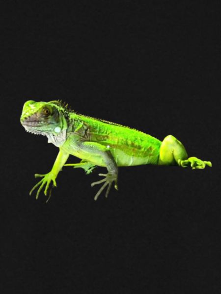 Leguan