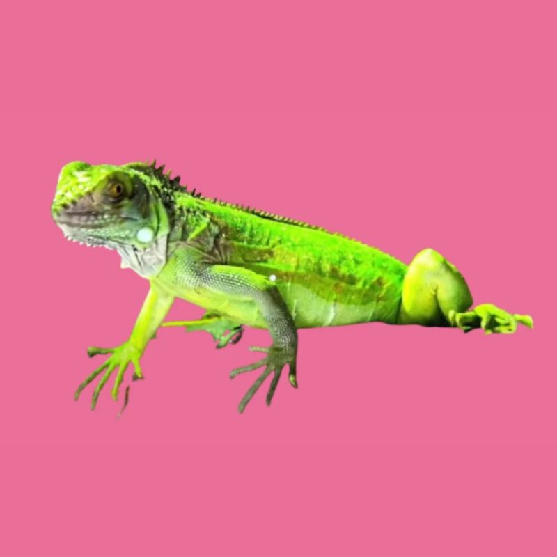 Leguan