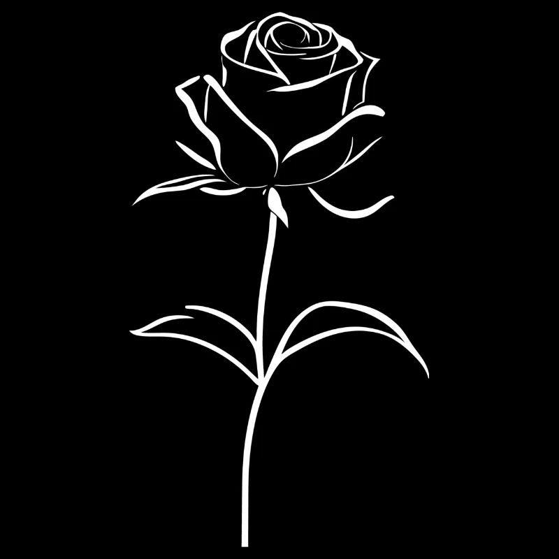 Weiße Rose